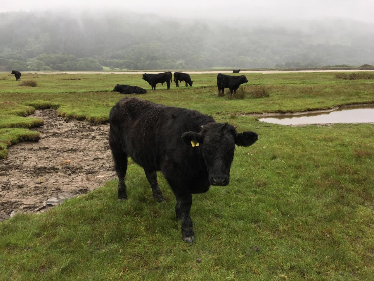 Borthwnog Hall Dolgellau Eksteriør bilde